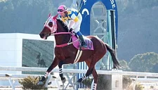 Легенда неудач: японская лошадь, проигравшая 113 раз, ушла из жизни