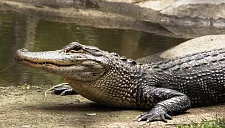 World Rowing высказалась о планах провести Олимпиаду в реке с крокодилами