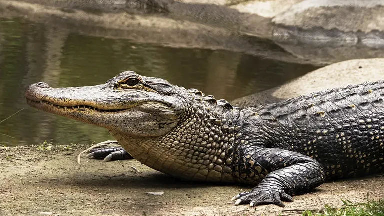 World Rowing высказалась о планах провести Олимпиаду в реке с крокодилами