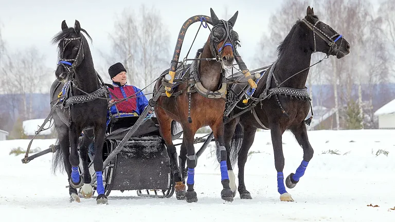Русскую тройку хотят официально признать спортивной дисциплиной