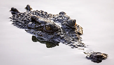 Река с крокодилами может стать местом проведения соревнований на ОИ в Австралии