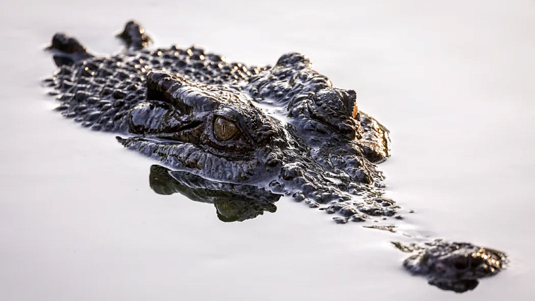 Река с крокодилами может стать местом проведения соревнований на ОИ в Австралии