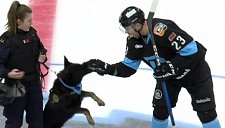 Служебная собака укусила нападающего ЦСКА Карнаухова перед матчем КХЛ