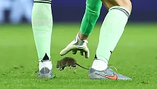 Тибо Куртуа не смог поймать крысу в матче сборных Бельгии и Уэльса